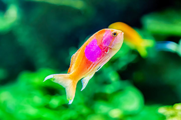 Obraz premium スミレナガハナダイ（メス）