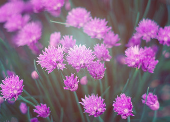 Fototapeta premium Small purple flowers. Beautiful summer background. Sunlight.