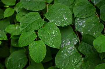 Large green leaves with water drops. A fresh day