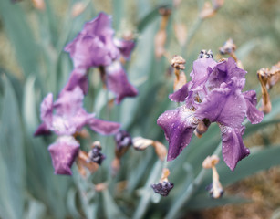 Lilac irises. Melancholy picture. A non-contrast photo.
