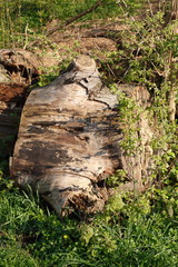 abgesägter Baumstamm auf einer Wiese