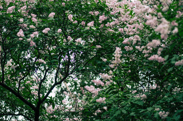 Melancholic photography. Lilac blossoming branches. Gentle background.