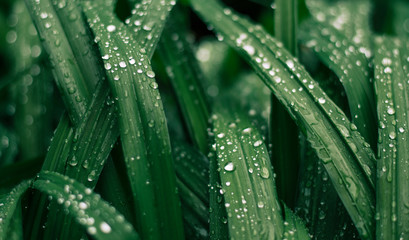 Raindrops on the green grass. Amazing beautiful drops