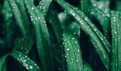 Raindrops on the green grass. Amazing beautiful drops