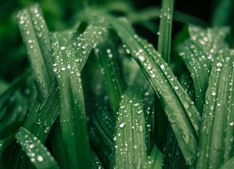 Raindrops on the green grass. Amazing beautiful drops