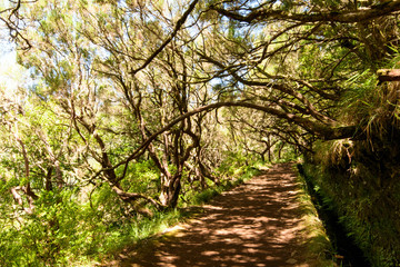 The magnificent inland of the island of Madeira: Mystic forest, rainy path, hiking trail inside the mountain rain forest looks like jungle. Caldeirao Verde, Madeira, Portugal, Europe.