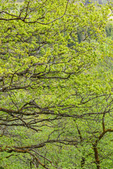 Greenery in the woods with the newly opened leaves on the branches