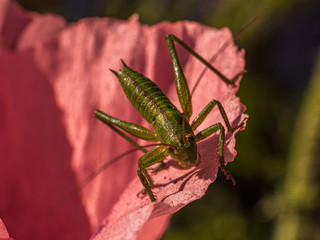The green Grasshopper wait for his photo shooting on top of a poppy head.