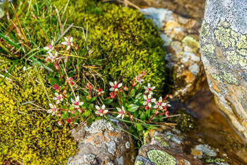 Starry saxifrage an arctic flower in summer