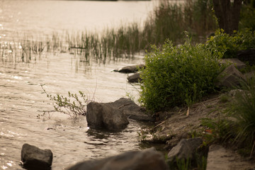 river forest nature spring greenery