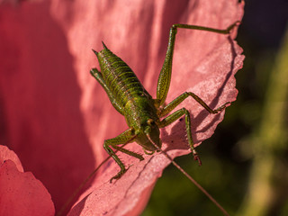 The green Grasshopper wait for his photo shooting on top of a poppy head.
