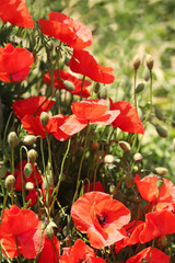 poppy blossoms at the edge of a field