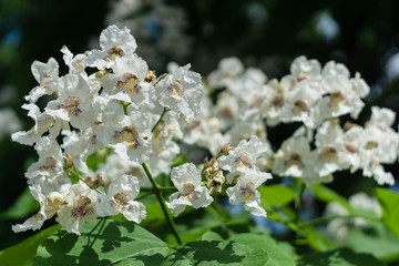 Blooming catalpa on the streets of the city in June