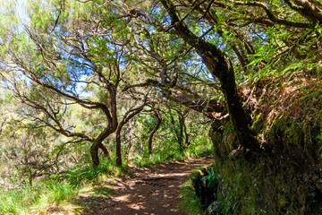 Fototapeta na wymiar The magnificent inland of the island of Madeira: Mystic forest, rainy path, hiking trail inside the mountain rain forest looks like jungle. Caldeirao Verde, Madeira, Portugal, Europe.