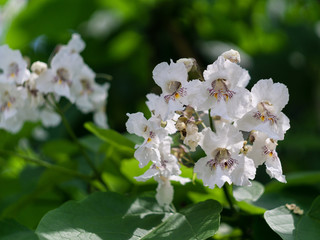 Obraz premium Blooming catalpa on the streets of the city in June