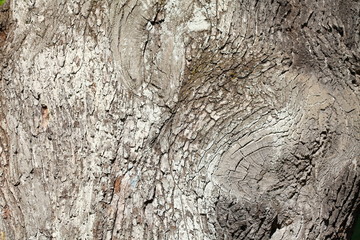 graue Baumrinde