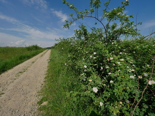 Kwitnące krzewy Róży dzikiej (Rosa canina L.) wzdłuż polnych dróg © JDziedzic