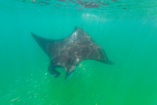 รูปภาพMantarraya – เลือกดูภาพถ่ายสต็อก เวกเตอร์ และวิดีโอ240 | Adobe Stock