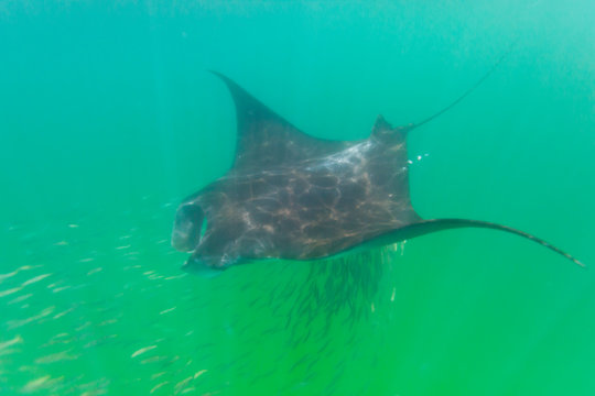 รูปภาพMantarraya – เลือกดูภาพถ่ายสต็อก เวกเตอร์ และวิดีโอ83 | Adobe Stock