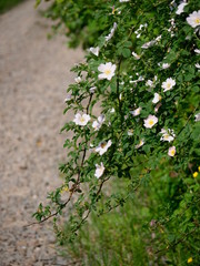 Kwitnące krzewy Róży dzikiej (Rosa canina L.) wzdłuż polnych dróg