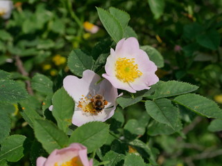 Kwitnące krzewy Róży dzikiej (Rosa canina L.) wzdłuż polnych dróg © JDziedzic