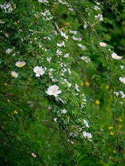 Kwitnące krzewy Róży dzikiej (Rosa canina L.) wzdłuż polnych dróg © JDziedzic