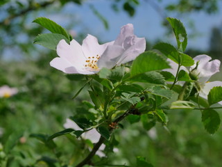 Kwitnące krzewy Róży dzikiej (Rosa canina L.) wzdłuż polnych dróg © JDziedzic