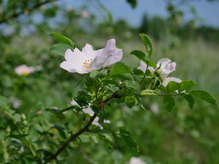 Kwitnące krzewy Róży dzikiej (Rosa canina L.) wzdłuż polnych dróg © JDziedzic