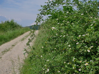 Fototapeta na wymiar Kwitnące krzewy Róży dzikiej (Rosa canina L.) wzdłuż polnych dróg
