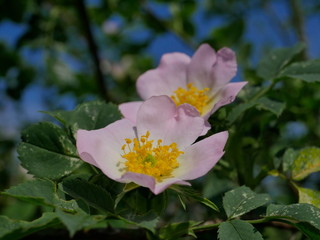 Kwitnące krzewy Róży dzikiej (Rosa canina L.) wzdłuż polnych dróg