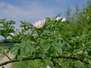 Kwitnące krzewy Róży dzikiej (Rosa canina L.) wzdłuż polnych dróg © JDziedzic