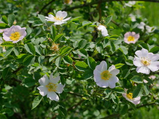 Kwitnące krzewy Róży dzikiej (Rosa canina L.) wzdłuż polnych dróg © JDziedzic