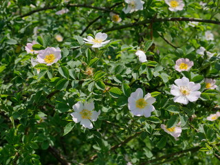 Kwitnące krzewy Róży dzikiej (Rosa canina L.) wzdłuż polnych dróg © JDziedzic