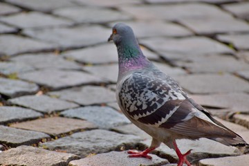Pigeon walking on pavement in old town, shallow focus