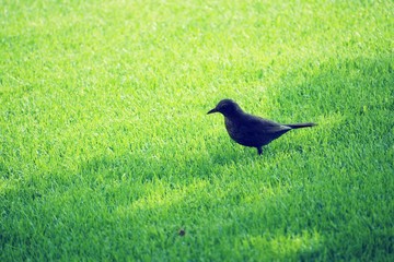 Common blackbird on a grass.