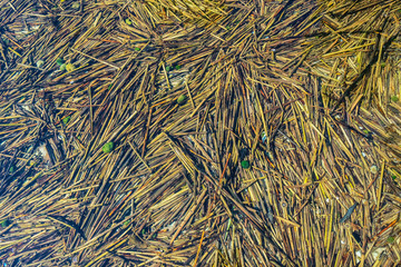 The bottom of Lake Svityaz in the nature reserve in the summer. The shells and the remains of the cane in clear water. Ukrainian nature.