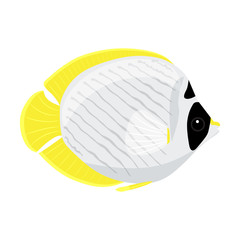 Butterfly fish on white background. Philippine butterfly fish. cartoon. Vector. Aquarium. tropical fish. - 272099056