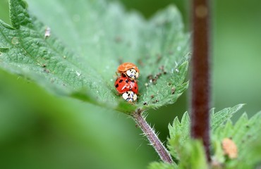 Paarung der Marienkäfer
