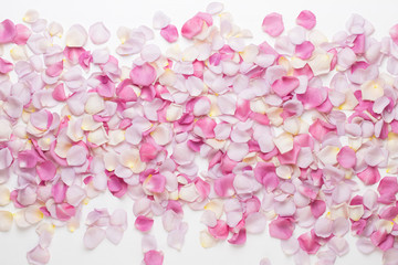 Pink rose flowers petals on white background. Flat lay, top view, copy space.