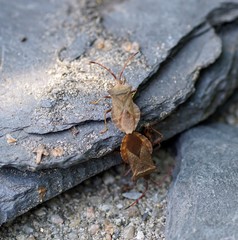 lederwanze, coreus marginatus