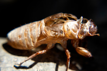 macro cicada molting insect stciic on tree