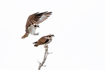 Osprey isolated on white background prepares to mate