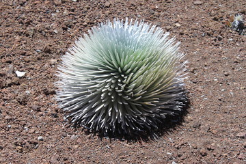 マウイ島の銀剣草