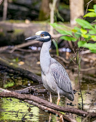 Fototapeta premium A beautiful red-crowned night heron wading in the swamp and looking for food. 