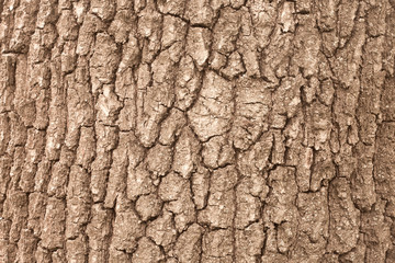 Background from bark of tree