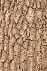 Vertical tree bark background
