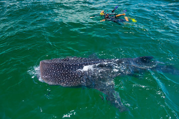 TIBURON BALLENA - WHALE SHARK (Rhincodon typus), Isla de Holbox,  Estado de Quntana Roo, Península...