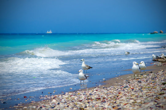 Seagulls on a beach