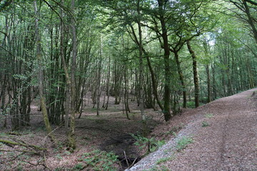 Fototapeta premium Wald um Niederwambach