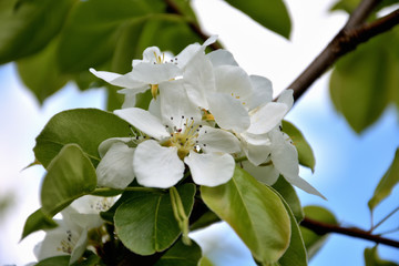 spring apple and cherry trees blossom in sunlight